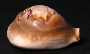 Cypraea