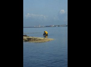 Laguna di Santa Gilla, Cagliari