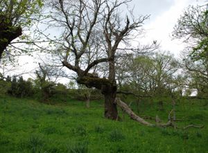 Bosco di castagne