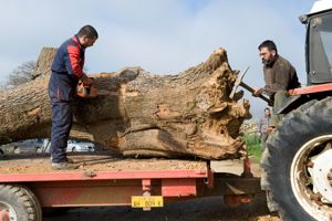 Con la motosega si scolpisce una croce nella corteccia