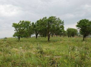 Collina di Santu Teru