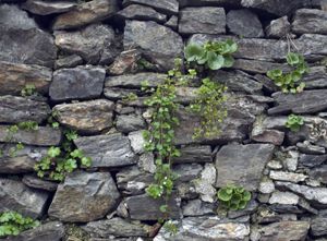 Muro in scisto, particolare