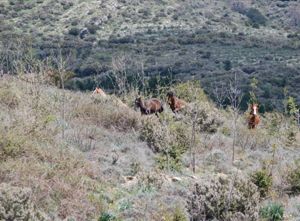 Paesaggio naturale e cavalli in corsa