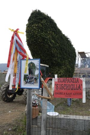 Preparativi per il fuoco di Sant'Antonio - Torp