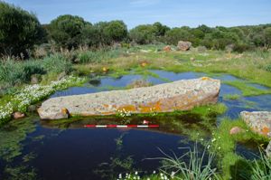 menhir aniconico