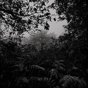 Giornata nebbiosa in un bosco della Barbagia Ollollai.