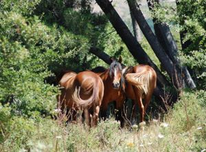 Rodeo cavalli selvaggi