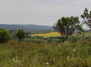 Campagne viste dall’acropoli di Santu Teru(foto Irene Ollargiu)