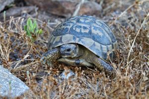 Le isole nell'isola - Asinara