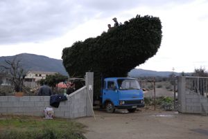 Preparativi per il fuoco di Sant'Antonio - Torp