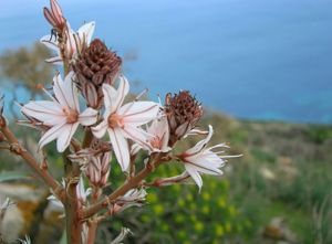 Paesaggio naturale con fiore in primo piano