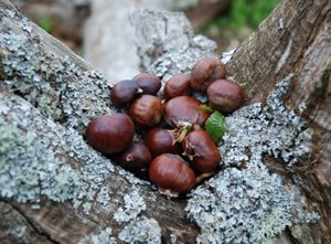 Castagne